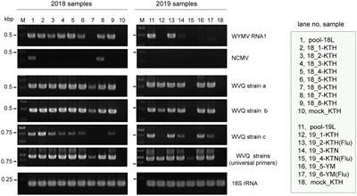 Identification of a Novel Quinvirus in the Family Betaflexiviridae That Infects Winter Wheat